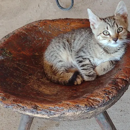 カントリーハウス Seosko Domacinstvo-nedodjija